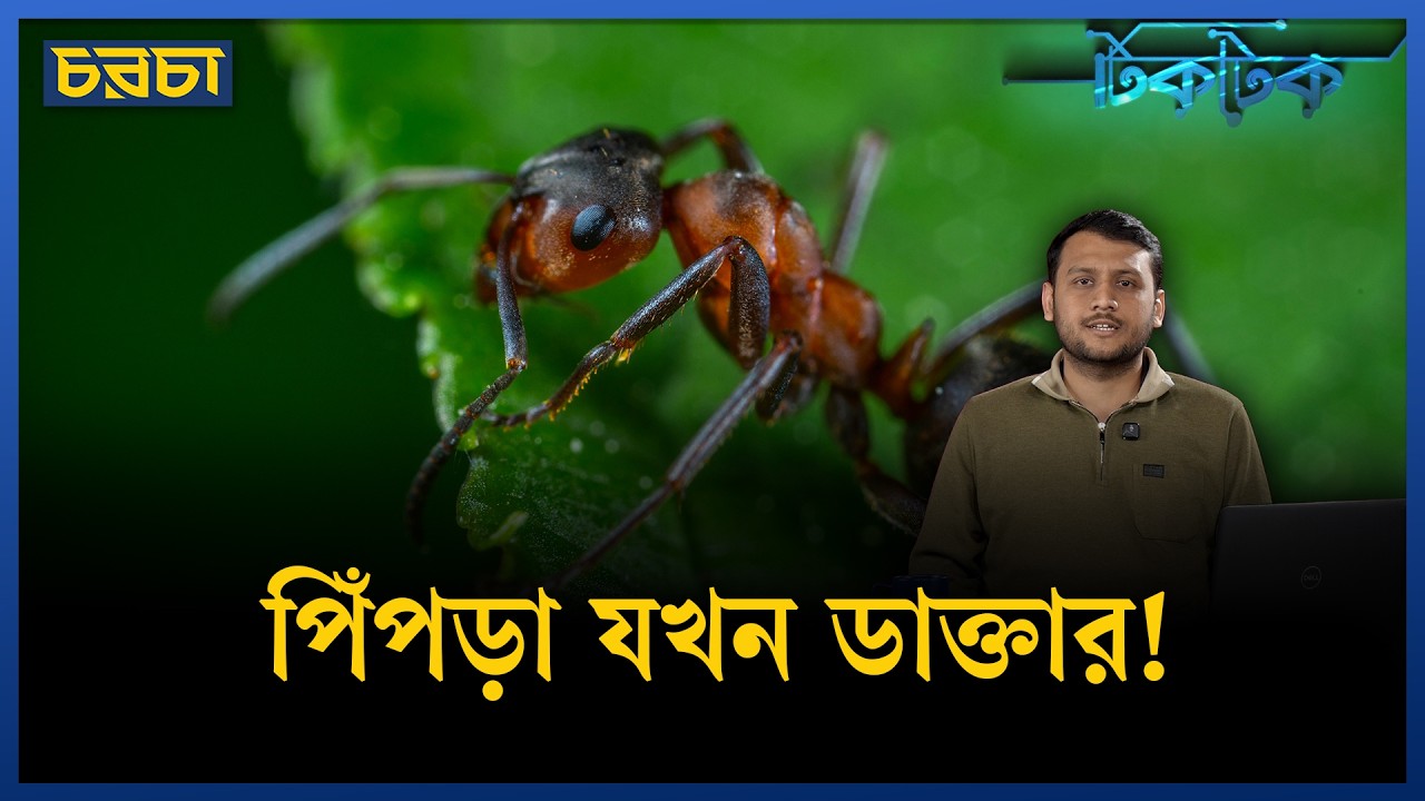 এই পিঁপড়া কাজ করে মানুষের মতো