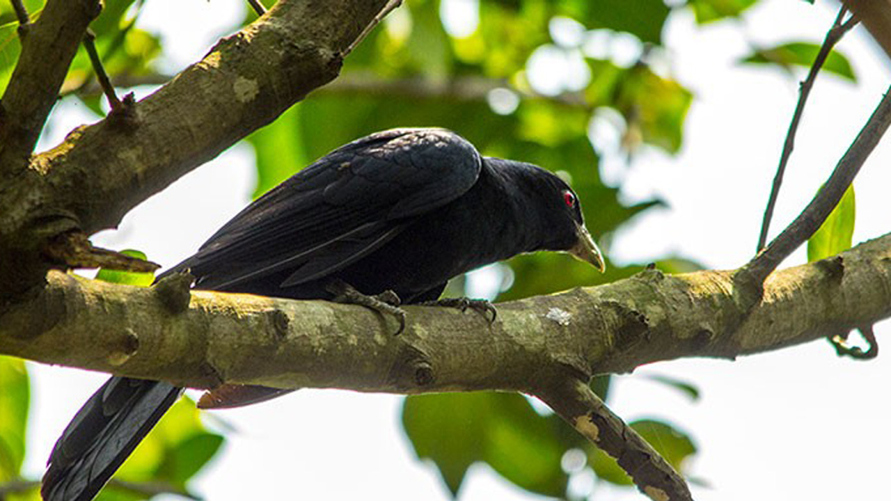 ব্যাংককের অভিনব অভিনন্দন ও বিদায় সম্ভাষণ