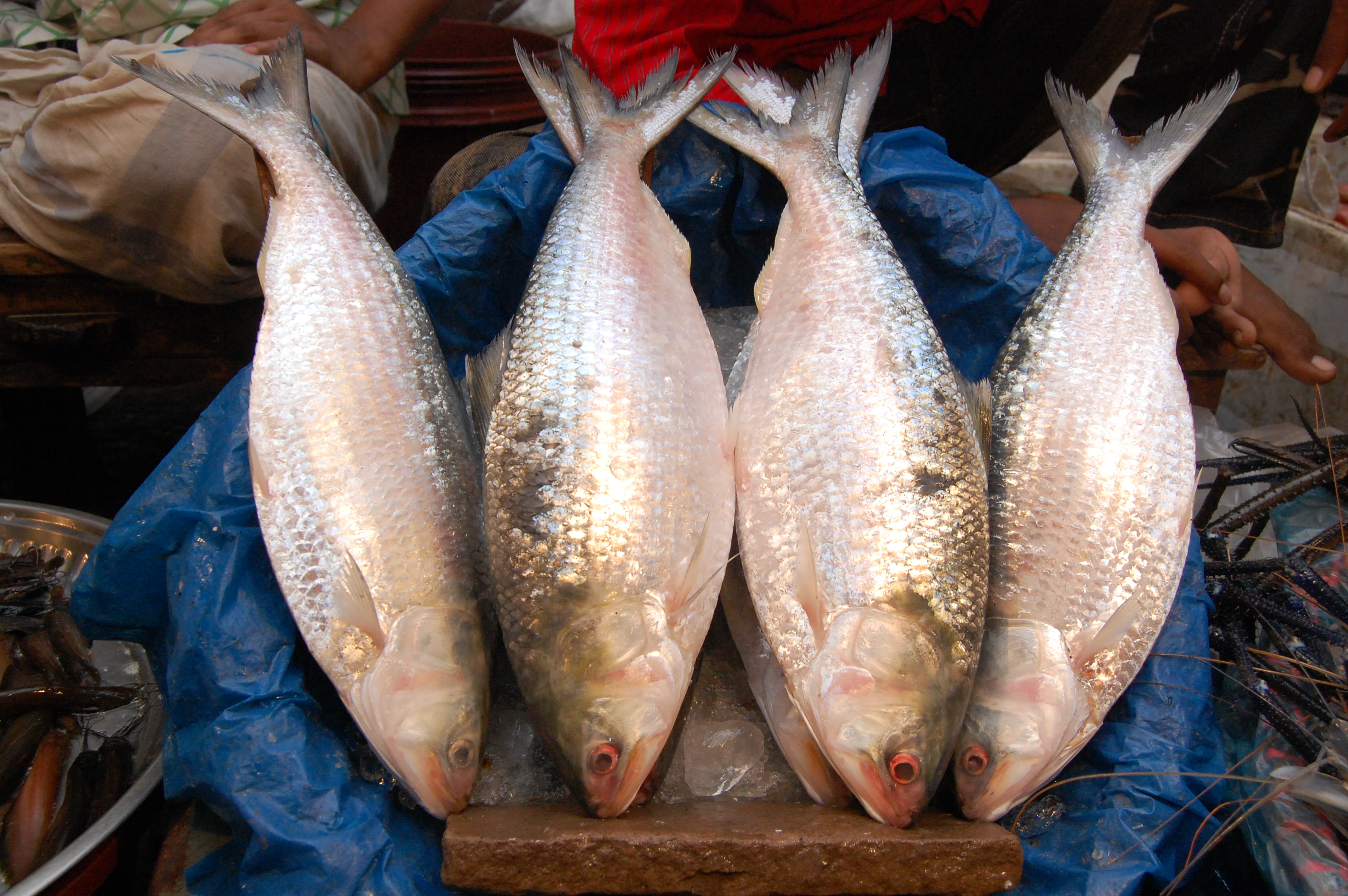 দুর্গাপূজায় ভারতে ১,২০০ টন ইলিশ পাঠাবে সরকার