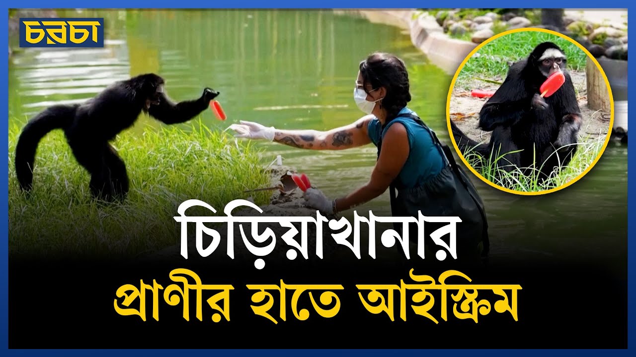 গরমে স্বস্তি দিতে প্রাণীর হাতে আইসক্রিম