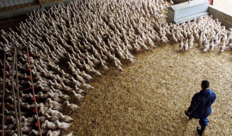 বার্ড ফ্লুয়ের মিউটেশন হলে করোনার চেয়েও ভয়াবহ মহামারি হতে পারে