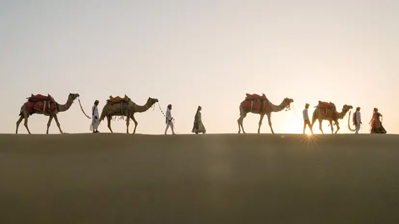 সারা দুনিয়ায় বাড়ছে, কিন্তু ভারতে উট কমছে কেন