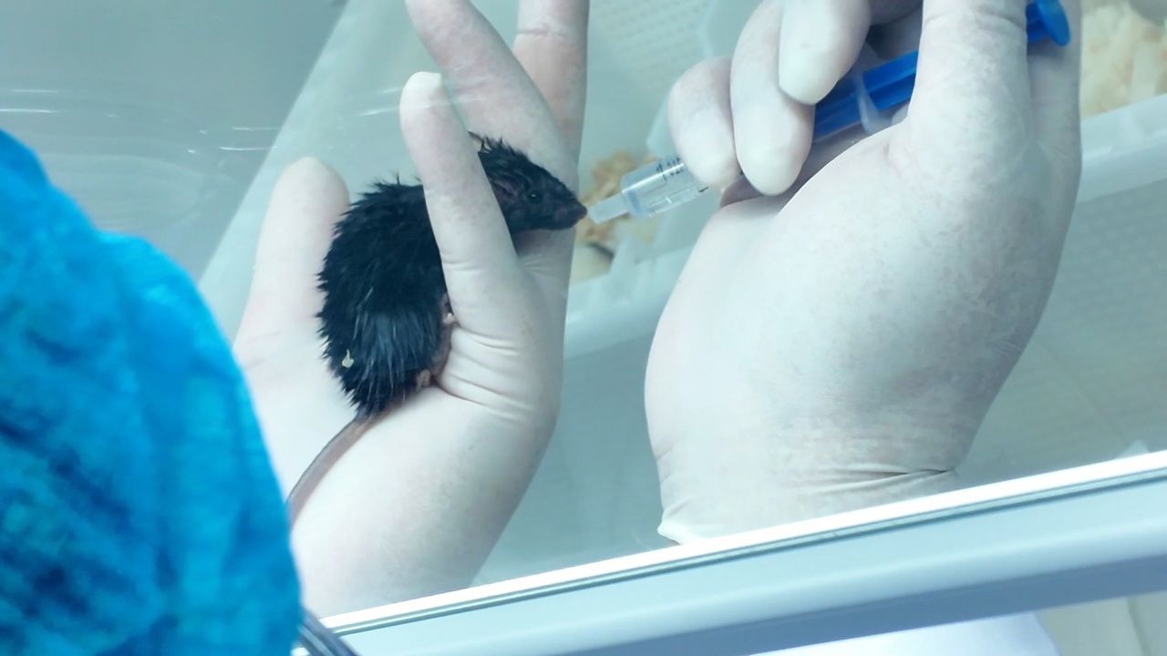 মহাকাশ থেকে অজানা তথ্য নিয়ে ফিরল ইঁদুর