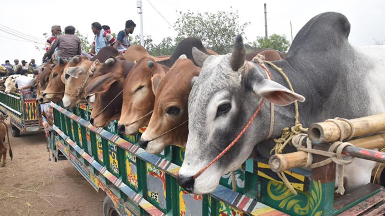 cow 1