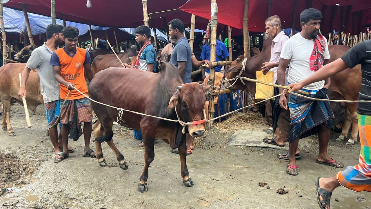 cow 2