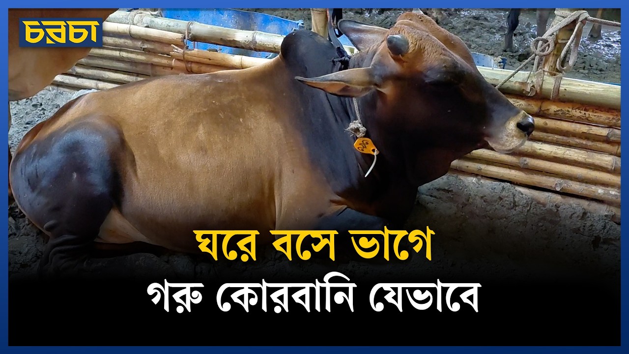গরু কেনা থেকে মাংস বাসায় পৌঁছে দেওয়া, সব করবে ‘সিটি ফার্মার’