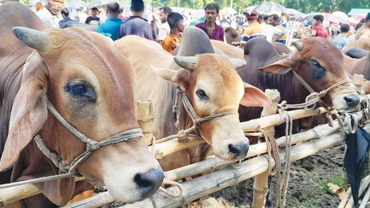 ঢাকায় পশুর হাট কারা নিয়ন্ত্রণ করে?