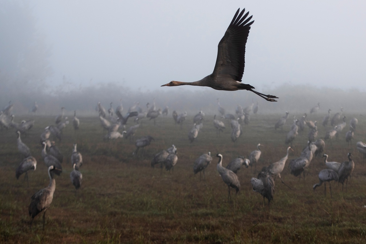 ২ সপ্তাহেই মরল ১০ হাজার সারস