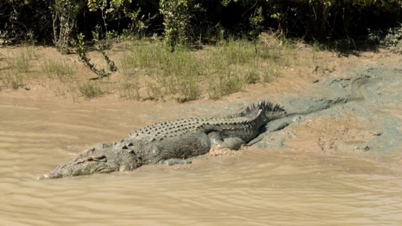 বাংলাদেশ সীমান্তে কেন সাপ-কুমির ছাড়তে চায় ভারত?
