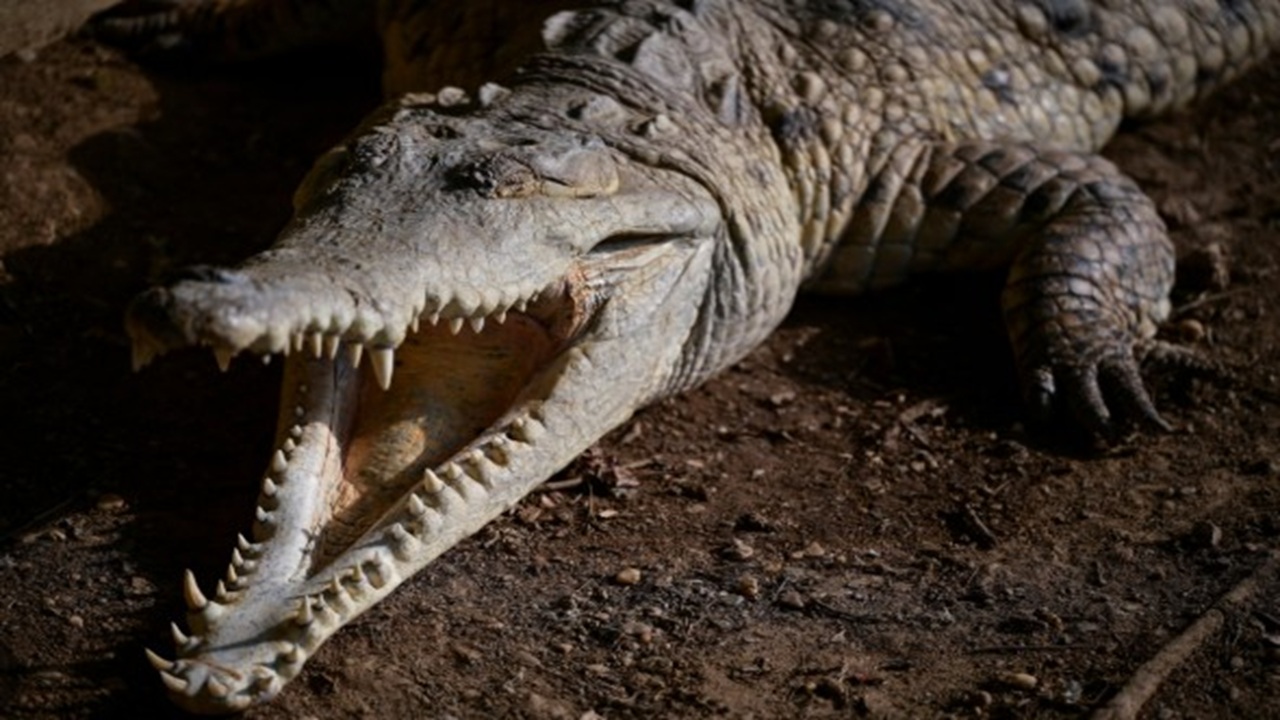 সীমান্তে সাপ-কুমির ছাড়লে উল্টো ভারতীয়দেরই কামড়াবে না তো?