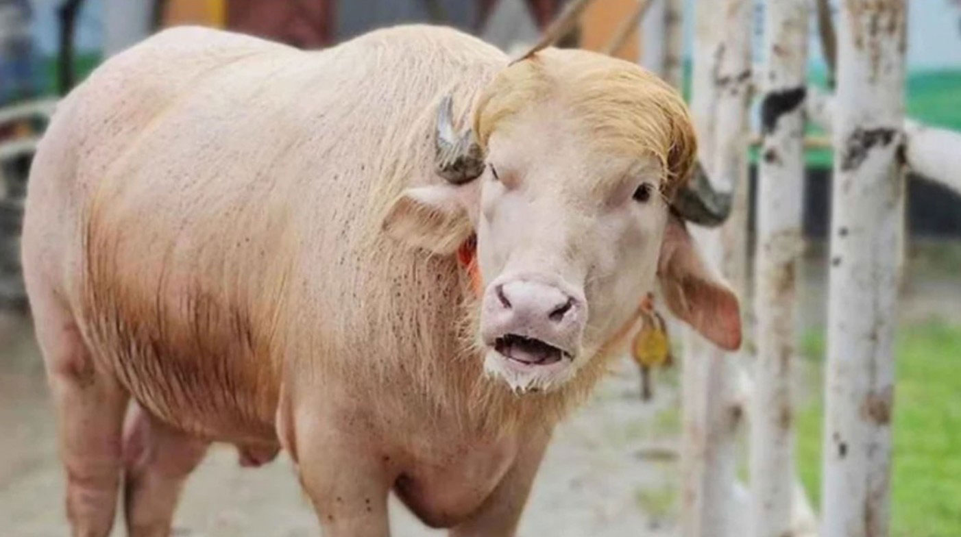 চিড়িয়াখানা থেকে প্রাণিসম্পদ গবেষণা ইনস্টিটিউটে গেল ‘ডোনাল্ড ট্রাম্প’