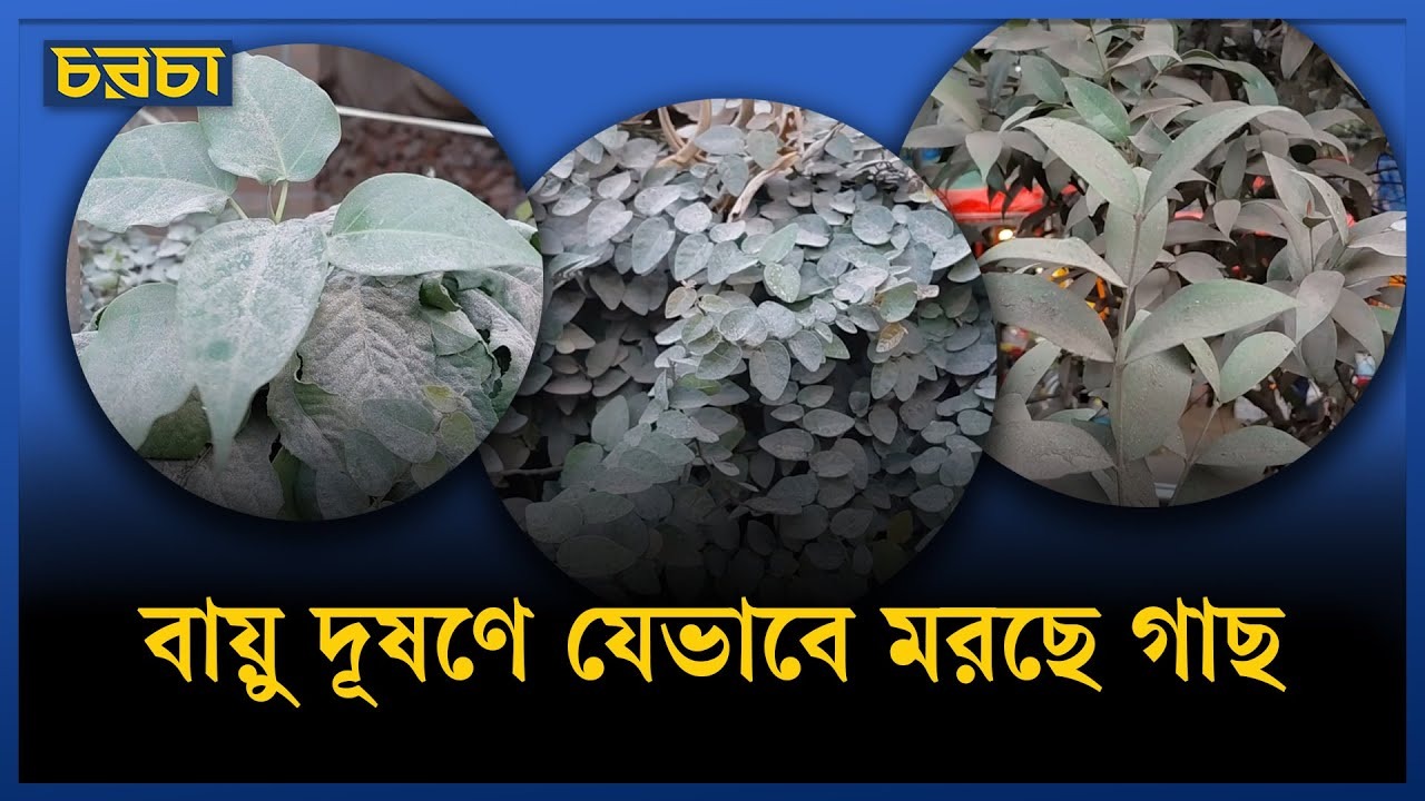 ঢাকার বাতাসে বিষ, ঝুঁকিতে উদ্ভিদ-প্রাণী