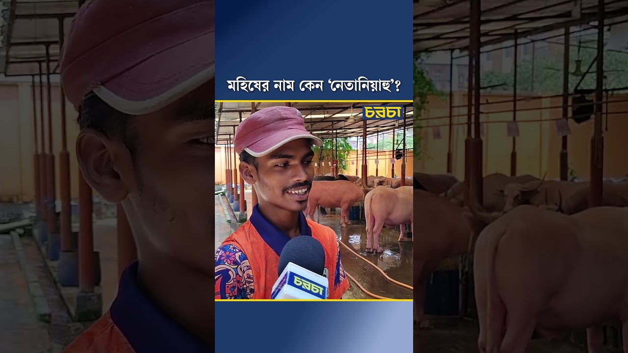 মহিষের নাম কেন ‘নেতানিয়াহু’?