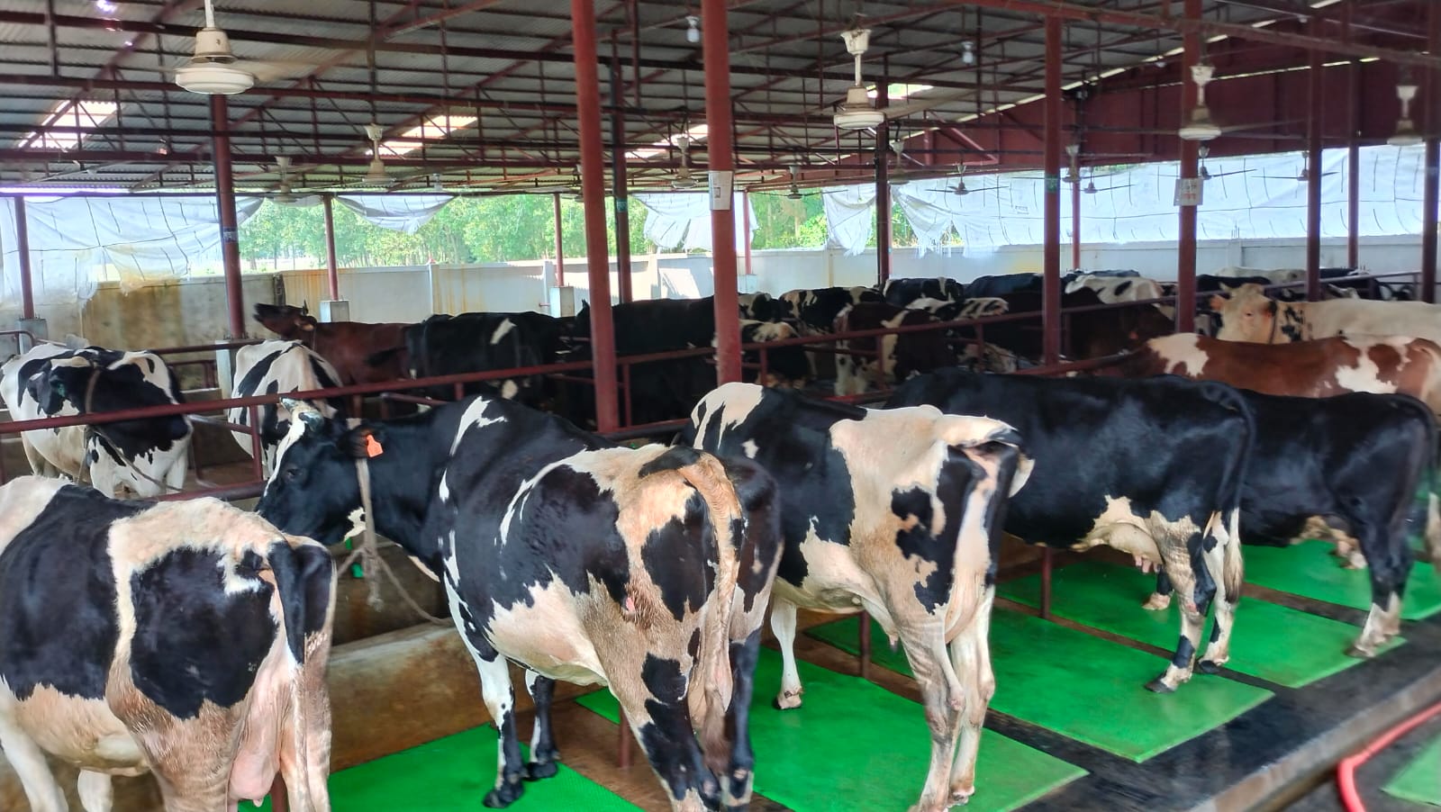 হবিগঞ্জে ছোট-বড় ও পারিবারিক প্রায় ৭ হাজার ২০০ গরুর খামার গড়ে উঠেছে। ছবি: বাসস