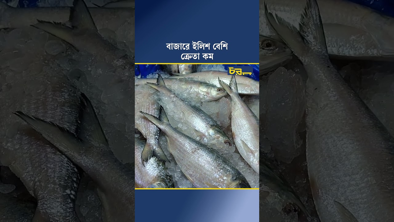 বাজারে ইলিশ বেশি, ক্রেতা কম
