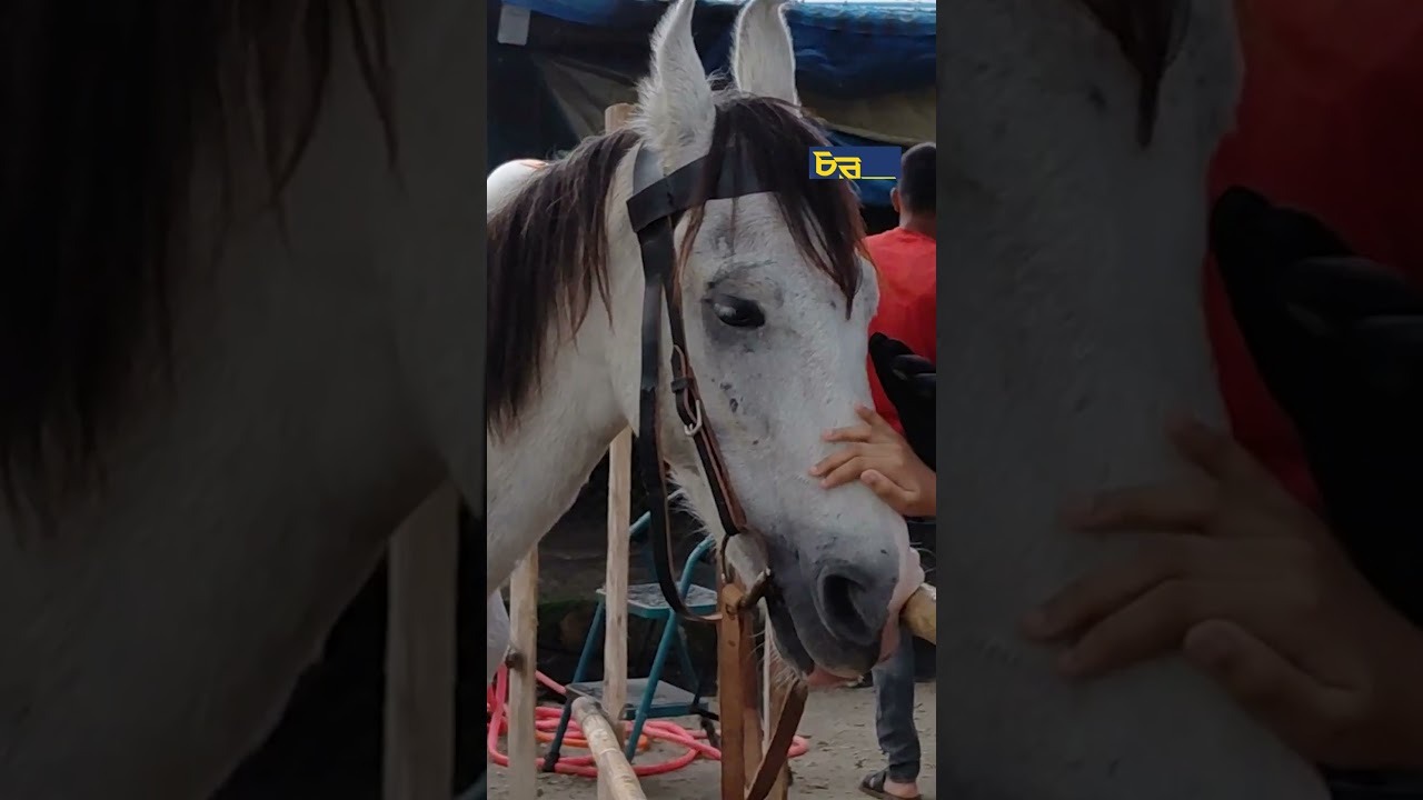 ঘোড়াকে বশে আনা শেখানো হয়