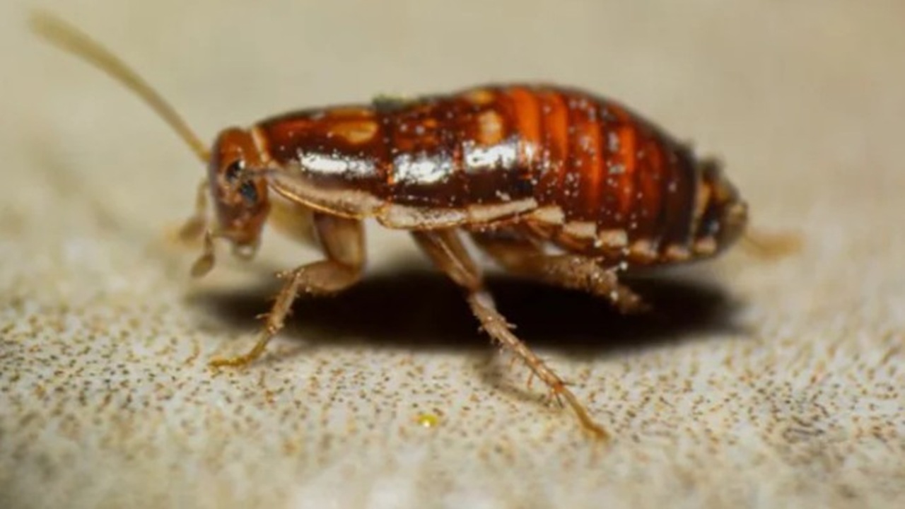 তেলাপোকা পুড়িয়ে মারতে গিয়ে আগুনে প্রতিবেশীর মৃত্যু