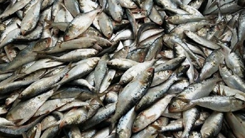 জাটকা শিকারে ৮ মাসের নিষেধাজ্ঞা শুরু