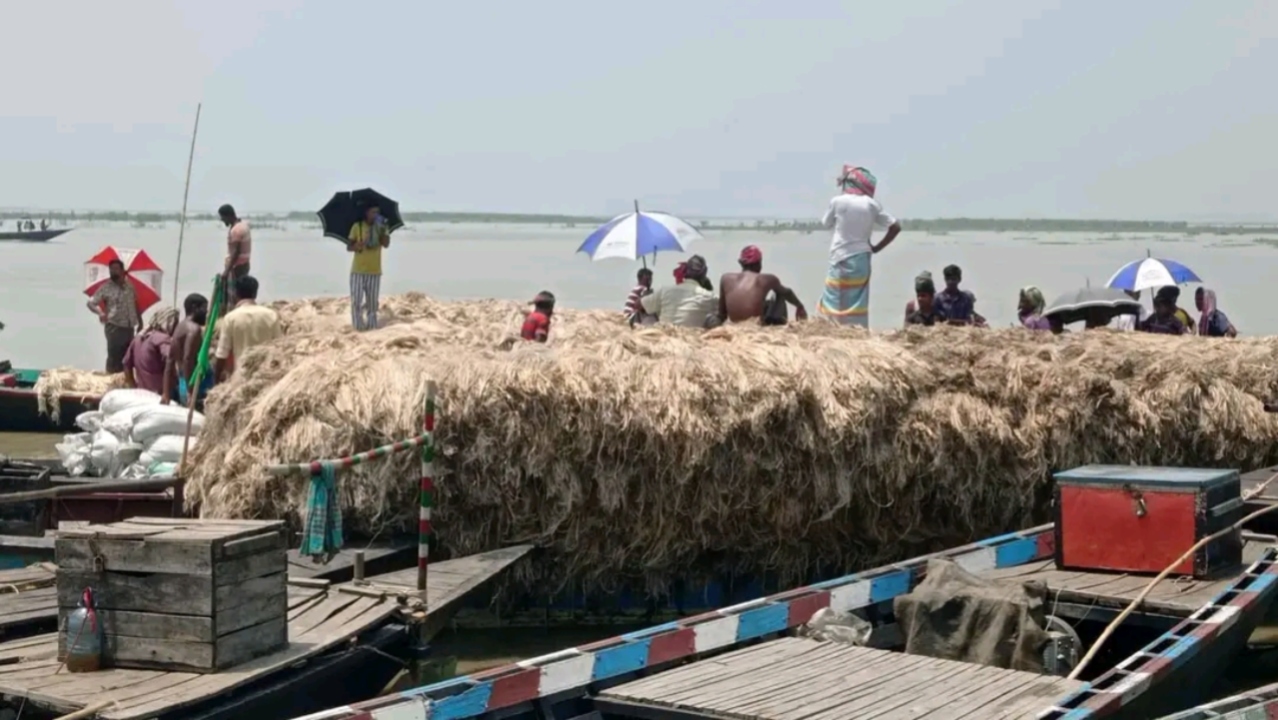 পাটের অবশিষ্টাংশ দিয়ে এখন তৈরি করা যাবে কালি। ছবি: বাসস