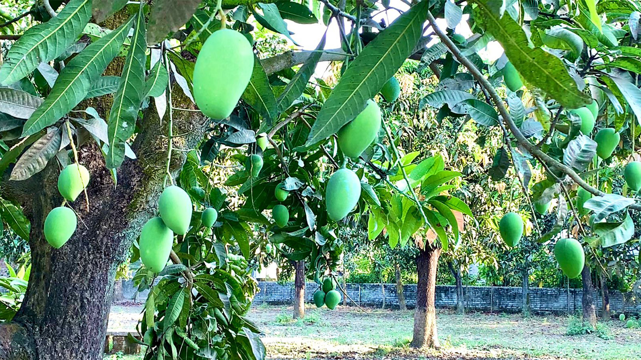 ১৫ মে থেকে বাজারে মিলবে রাজশাহীর আম