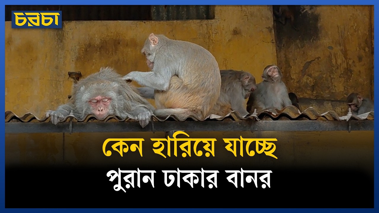 ঢাকার বানরদের খাদ্যসঙ্কট,  হারাচ্ছে বাসস্থান
