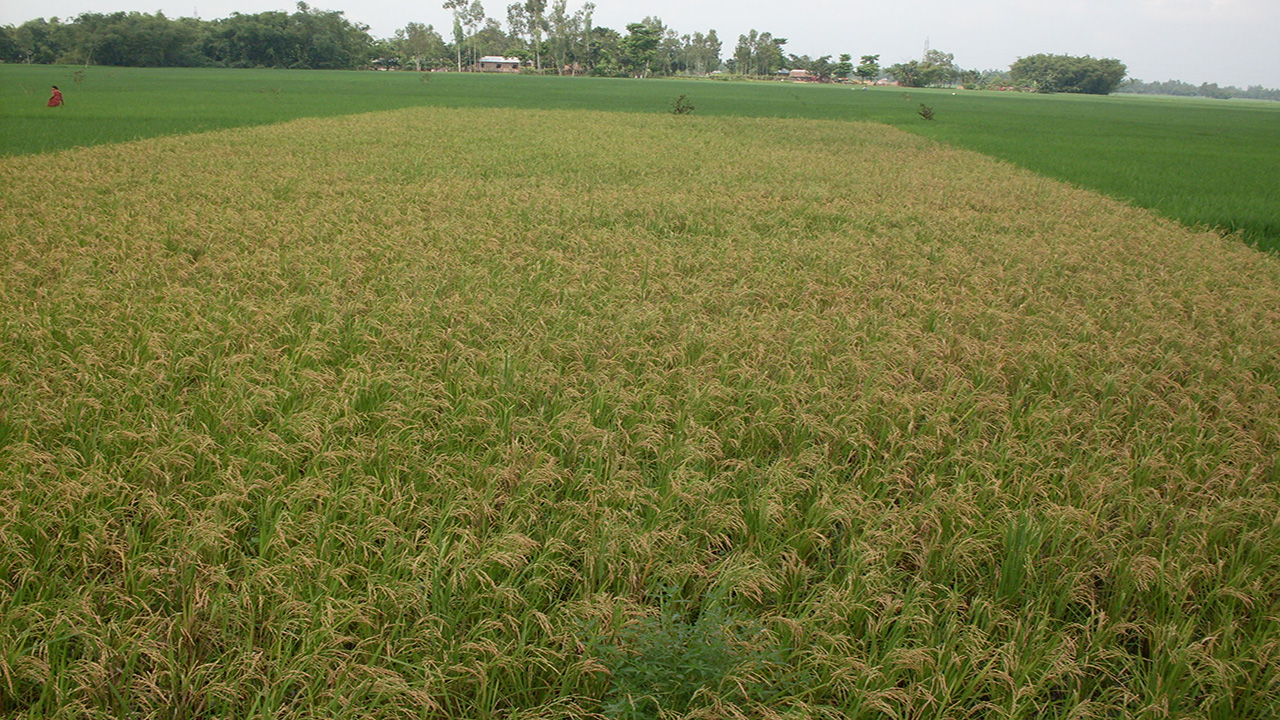 ছবি: লেখক