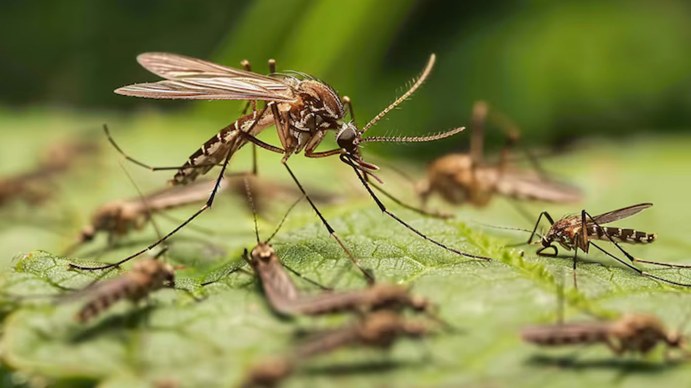 চলছে ক্ষমতার কামড়াকামড়ি, মশার কামড় নিয়ে কি ভাবছে কেউ?