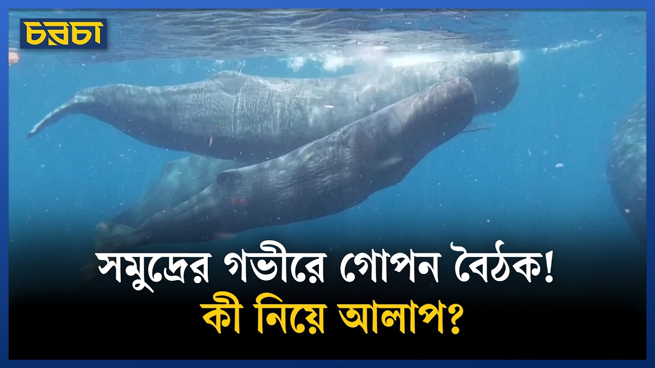 এবার তিমির পিছু নেবে রোবট, সাগরতলে রোবটের হানা