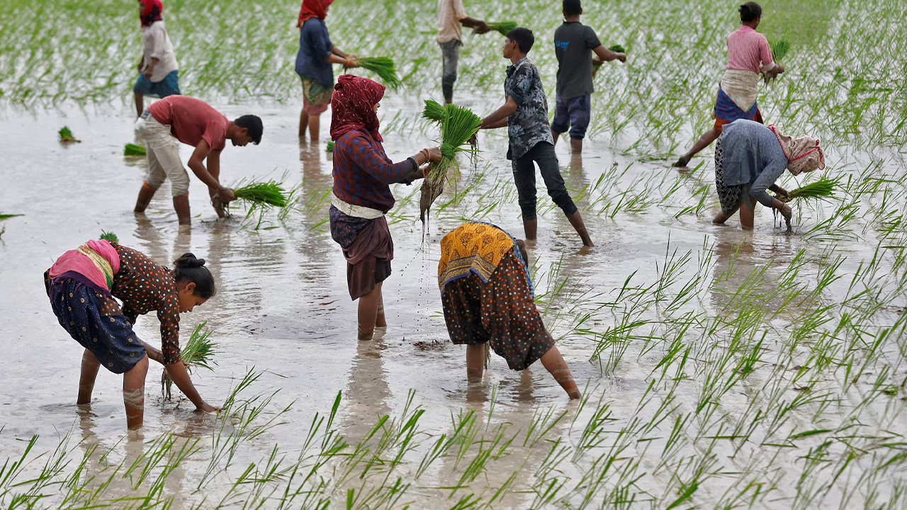 দক্ষিণ এশিয়ায় ধান চাষ বেশি হয়। ছবি: রয়টার্স