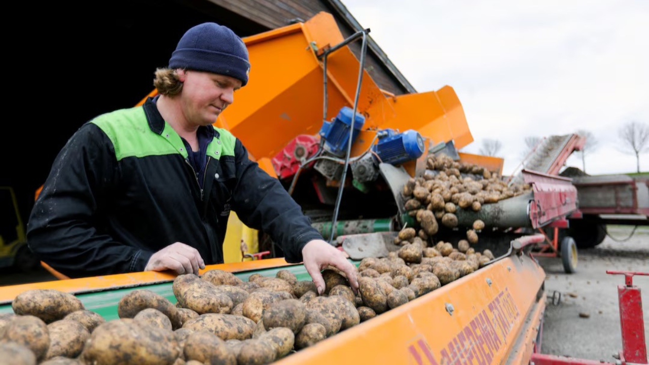 জার্মানিতে আলুর বাম্পার ফলন, বিনামূল্যে বিতরণ শুরু