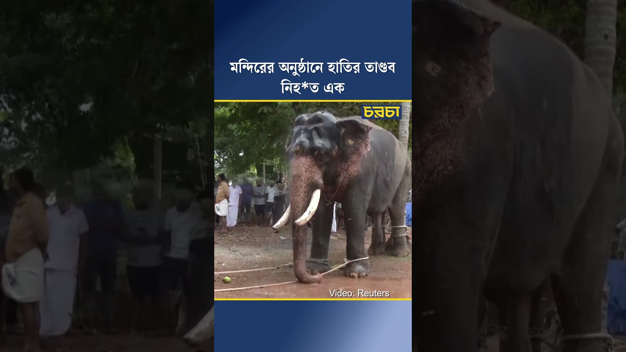 মন্দিরের অনুষ্ঠানে হাতির তাণ্ডব, নিহত এক