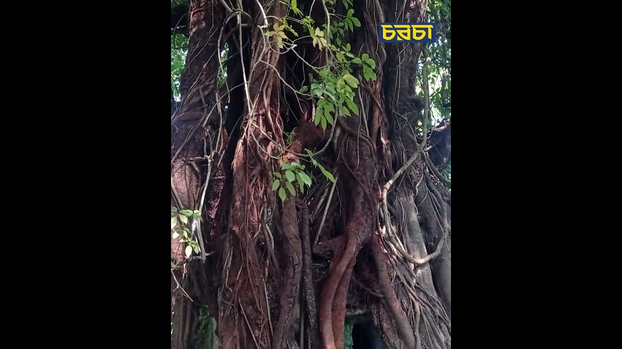 সাড়ে ৫ ফুট বাই সাড়ে তিন ফুটের নামাজঘর