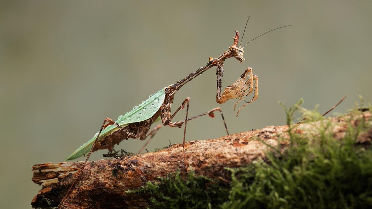 মিলনের পরই কেন কিছু প্রাণী মারা যায়?