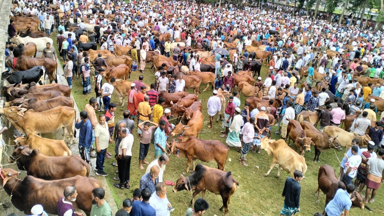 কোরবানির পশুর হাট। ছবি: বাসস