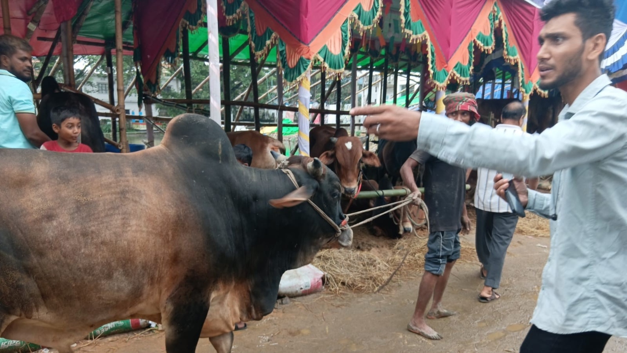 সিলেটের কোরবানির পশুর হাটে ক্রেতা কম, দর্শনার্থী বেশি