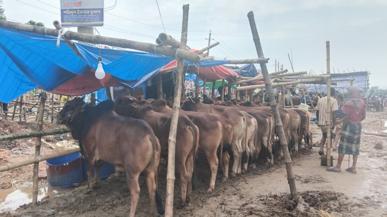 হাটে প্রচুর পশু থাকলেও বিক্রেতারা দাম ছাড়ছেন না। ছবি: চরচা