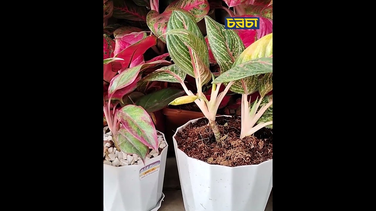 আমদানি করা গাছ মেলে ফুটপাতে