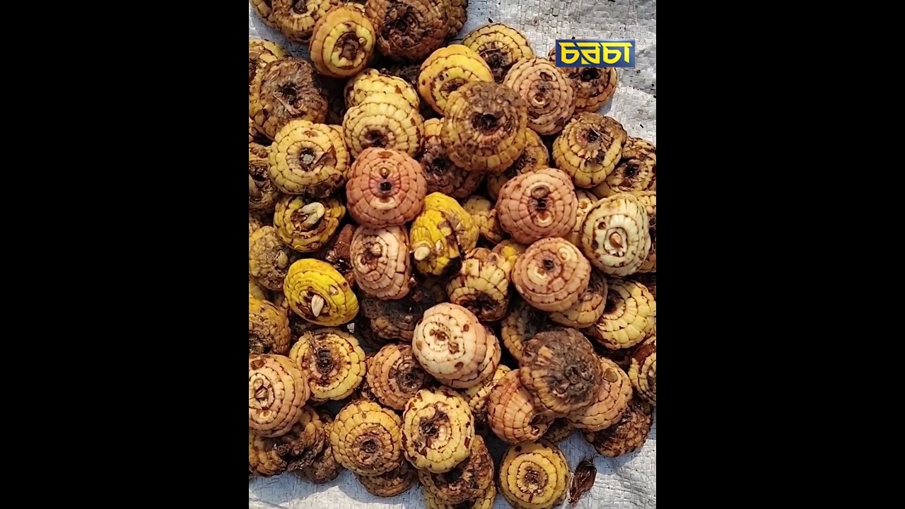 রজনীগন্ধার কন্দ বেচে বাড়তি আয়