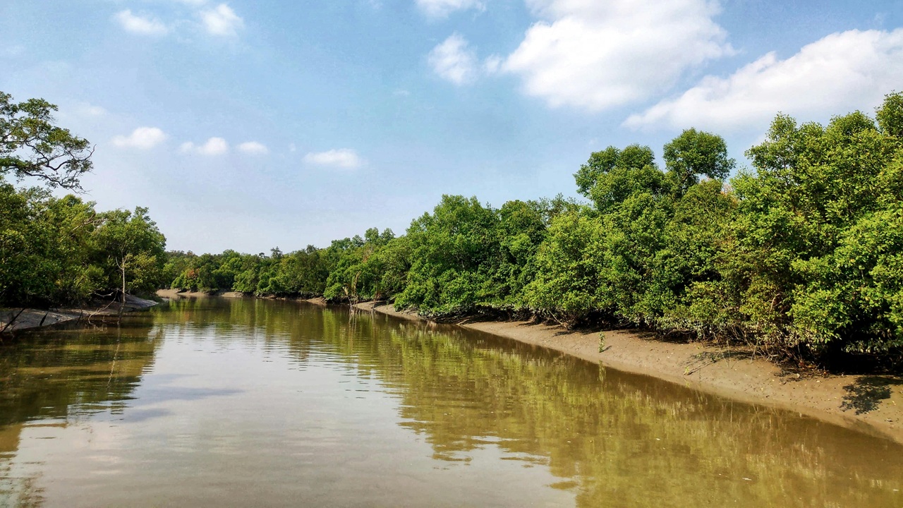 সুন্দরবন। ছবি: পেক্সেলস