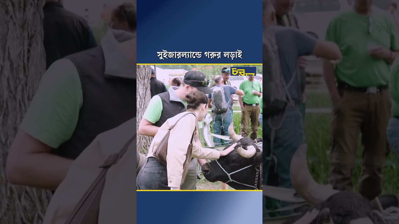 সুইজারল্যান্ডে গরুর লড়াই