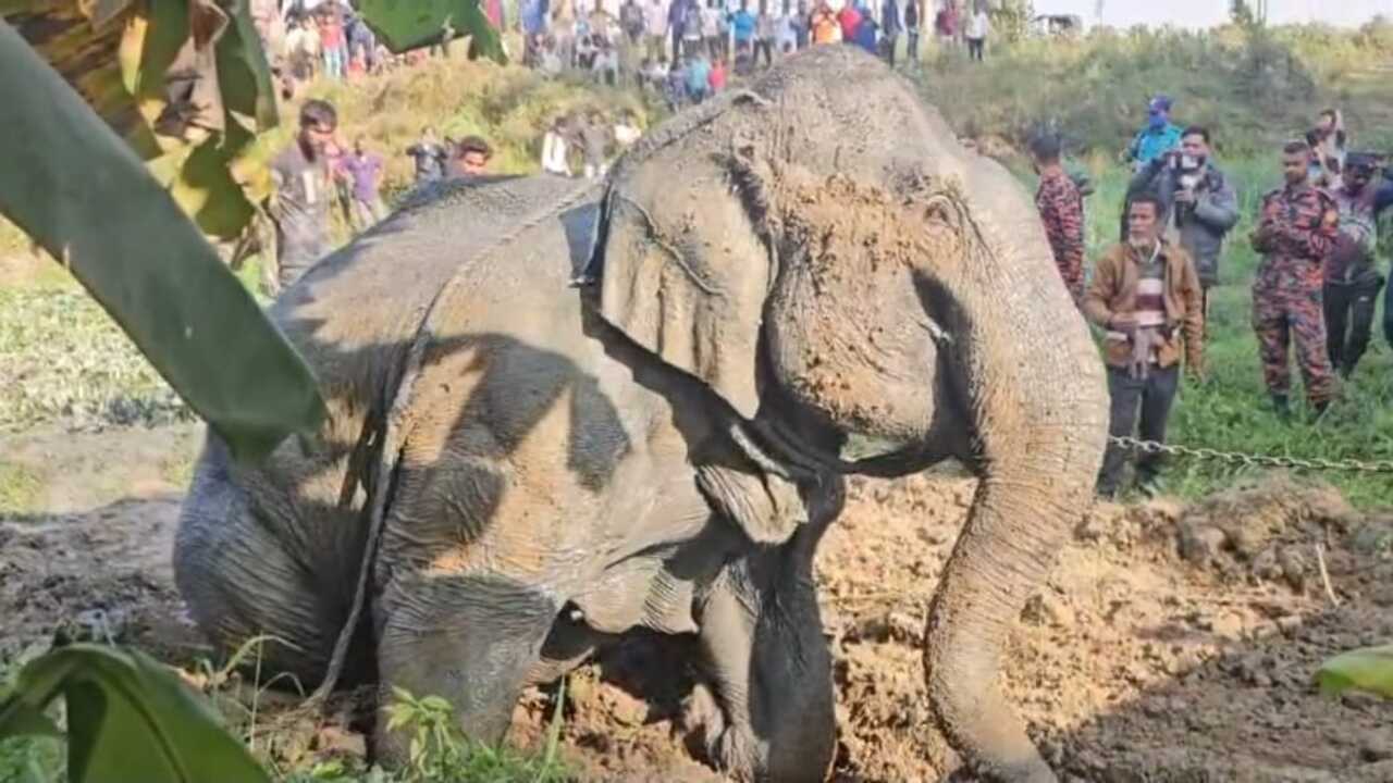 সিলেটে খাদে পড়া হাতিকে উদ্ধার করেছে ফায়ার সার্ভিস