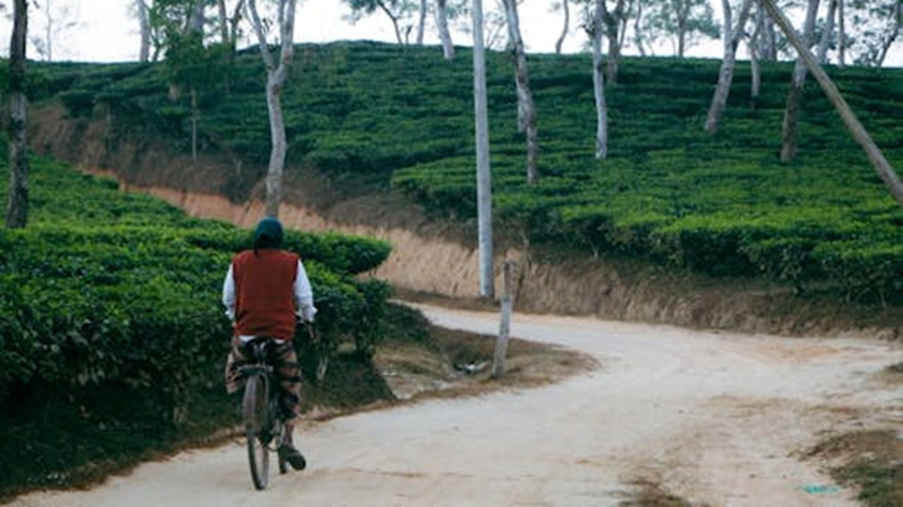 সিলেটের চা বাগান। ছবি: পেক্সেলস