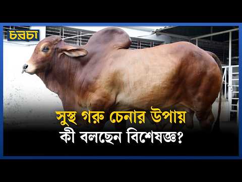সুস্থ গরু চেনার উপায়, কী বলছেন বিশেষজ্ঞ?