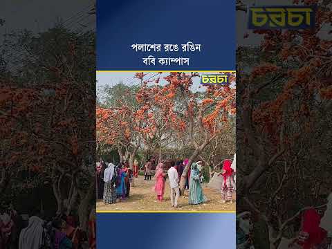 পলাশের রঙে রঙিন ববি ক্যাম্পাস