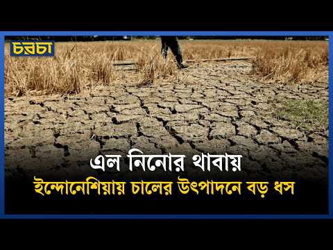 কেন ধানের বদলে অন্য ফসলের কথা ভাবছে ইন্দোনেশিয়া?