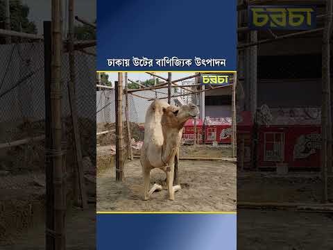ঢাকায় উটের বাণিজ্যিক উৎপাদন