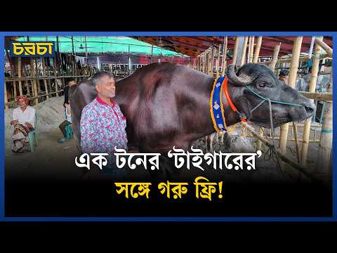 কেরানীগঞ্জের মহিষটির দাম কত?