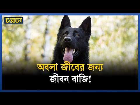 মাঝদরিয়া থেকে বাঁচান হলো বিপন্ন কুকুরকে
