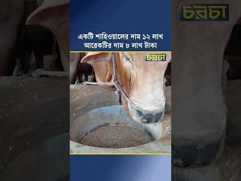 একটি শাহিওয়ালের দাম ১২ লাখ, আরেকটির দাম ৮ লাখ টাকা