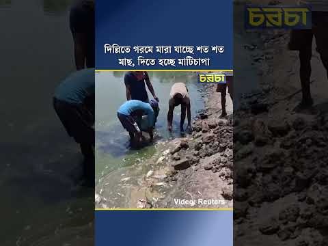 দিল্লিতে গরমে মারা যাচ্ছে শত শত মাছ, দিতে হচ্ছে মাটিচাপা
